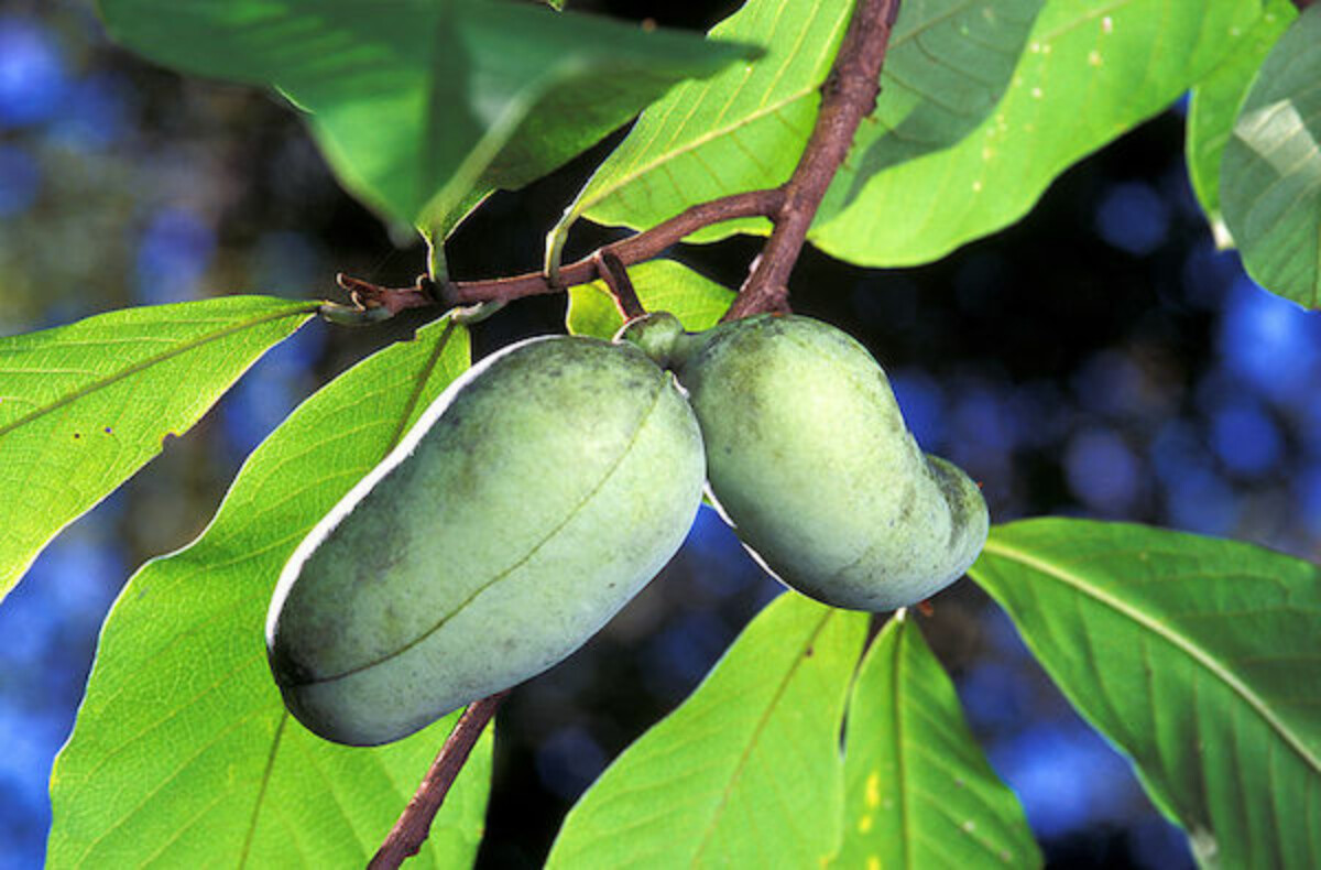 pawpaw fruits