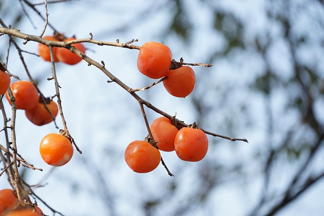 persimmons