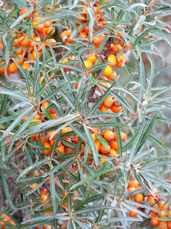 Sea buckthorn (Hippophae rhamnoides)