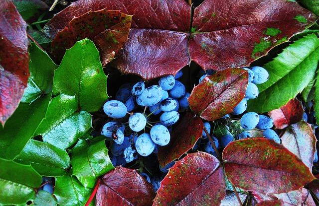 Oregon grape fruits