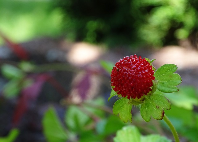 Mock strawberry fruit. Though the fruit is a wild edible berry, it's not particularly flavorful or sweet.