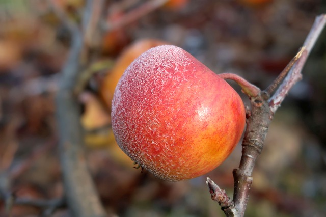Apples are allowed to freeze on the tree before pressing to concentrate sugars for ice wine.