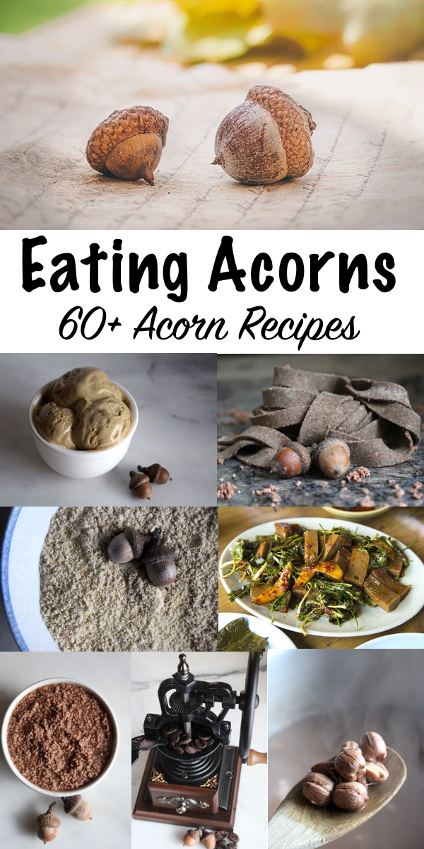 Eating Acorns ~ 60+ Acorn Recipes from Around the World ~ Acorns are an abundant wild food source around the world, and a single tree can produce more than 2,000 pounds of nuts. Rich in calories and micronutrients, eating acorns was once a part of life for humans everywhere that oaks grow. #wildfood #foraging
