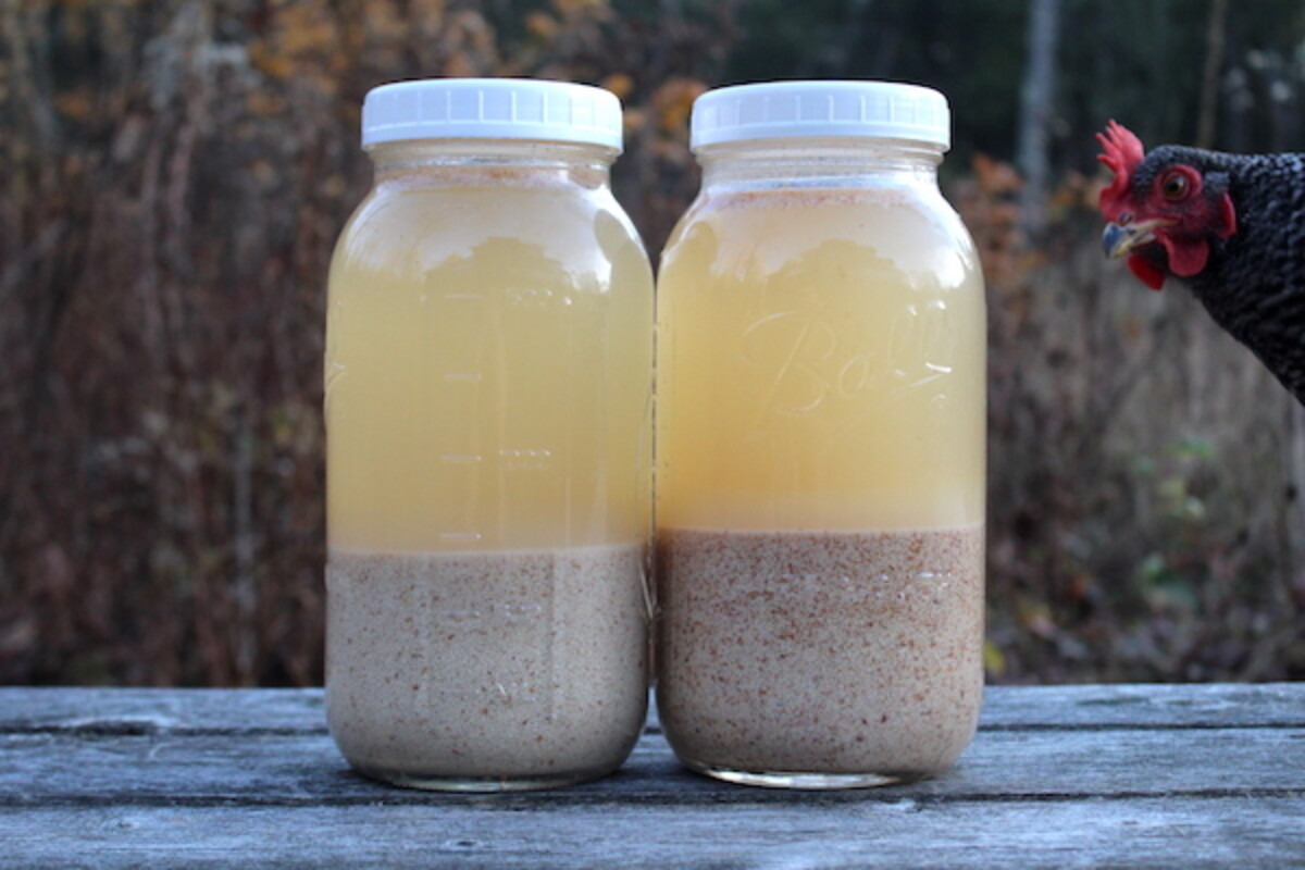 Cold leaching acorn flour (with a photo bomb by our very friendly rooster)