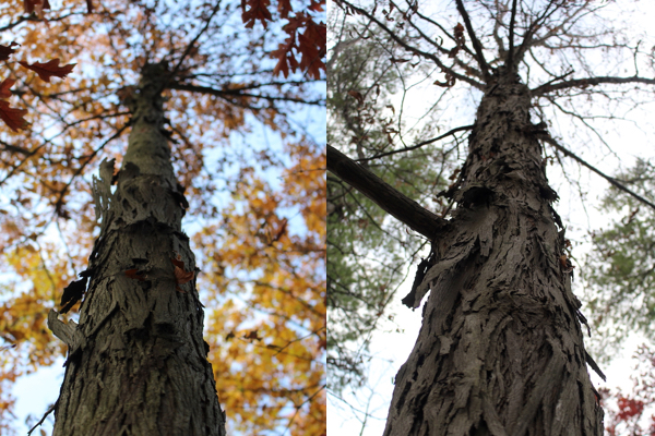 A view up the trunk of two different shagbark hickory trees