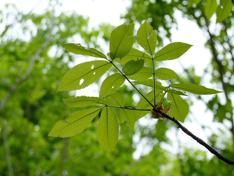 shagbark hickory leaves (Carya ovata Leaves)