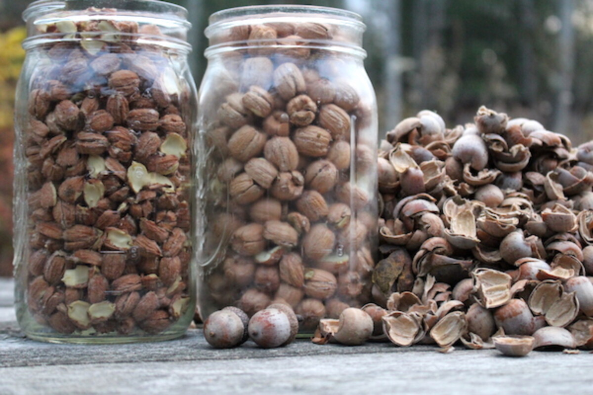Cracked acorns. The jar on the left was dried before cracking, the jar on the right was cracked fresh.