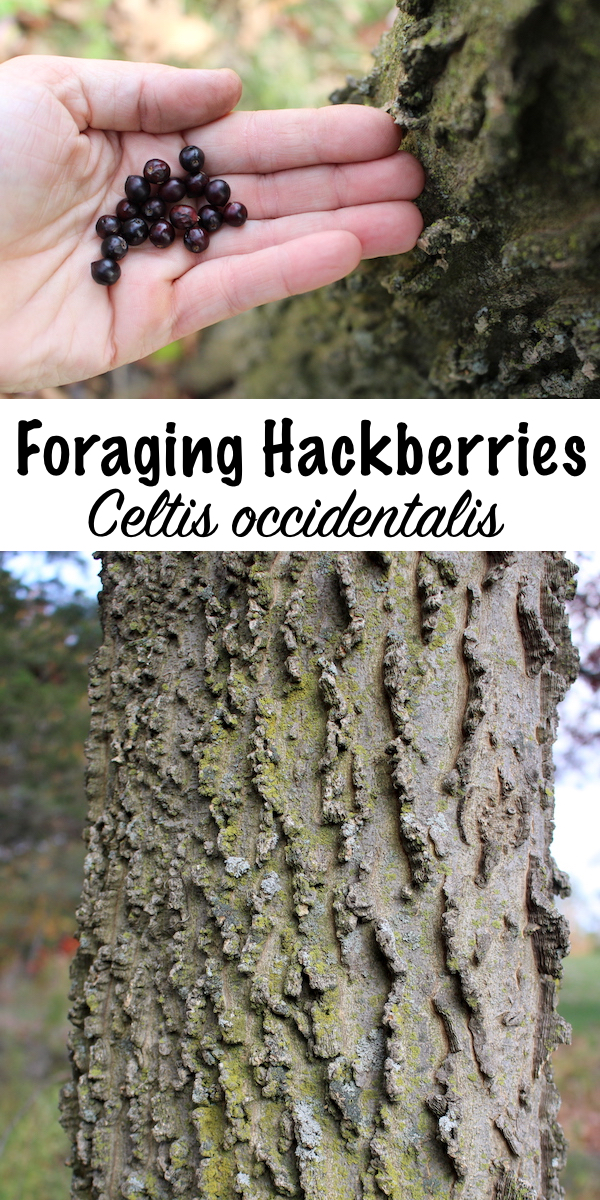 Foraging Hackberries (Celtis occidentalis) ~ Learn how to forage this unique edible tree fruit. Hackberries are a sweet purple fruit with amazing crunch. Almost like a fruit and nut in one. #foraging #wildfood #edibleplants #ediblewildplants
