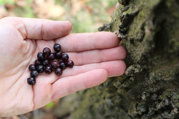 Harvesting Hackberries