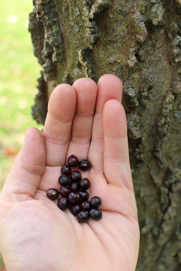 hackberry harvest by distinctive bark