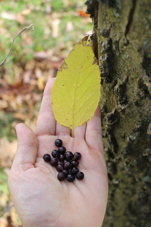 Hackberry Tree Leaf