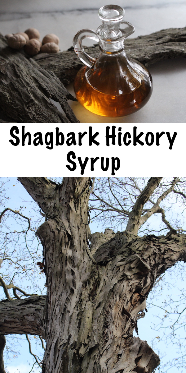 Shagbark Hickory Syrup ~ While most tree syrups like maple or birch are made by tapping trees, hickory syrup is different. Believe it or not, shagbark hickory syrup is made from the bark! #wildfood #foraging 