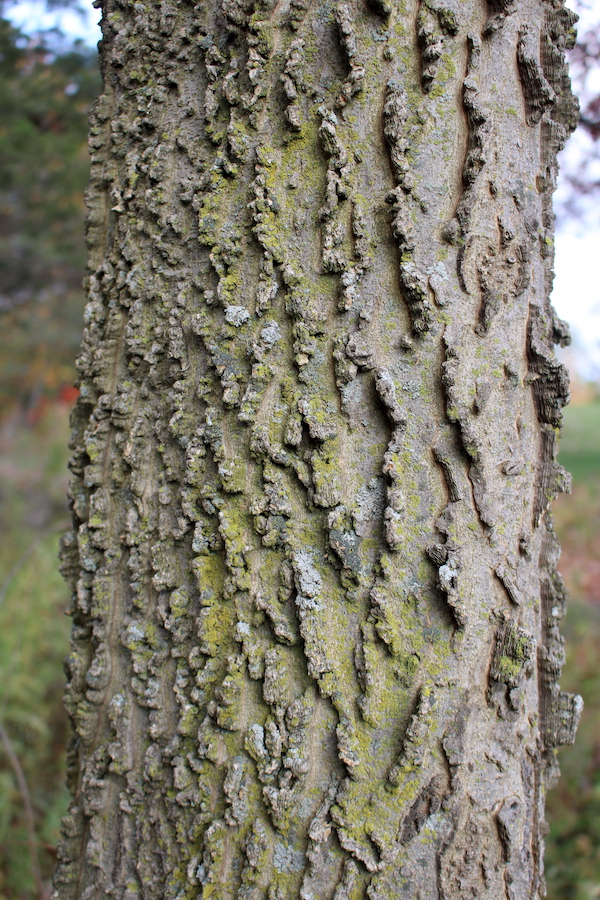 Mature Hackberry Tree Bark