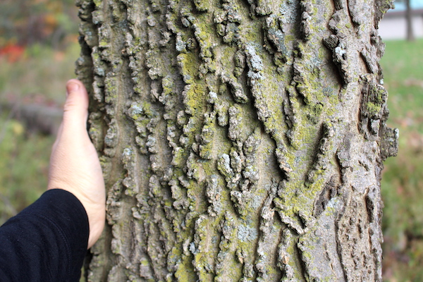 Mature Hackberry Tree Bark