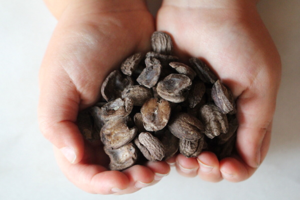 Roasted Acorns after 30 minutes in the oven at 375 F.