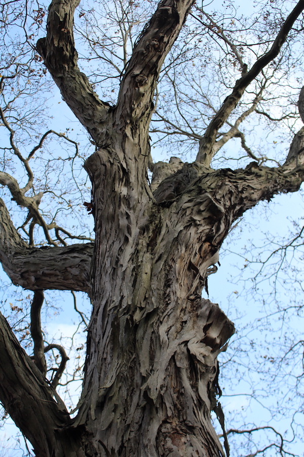Shagbark Hickory Tree