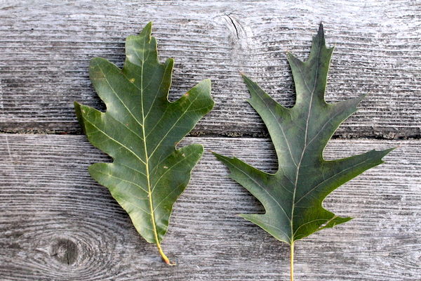 White and Red oak Leaves