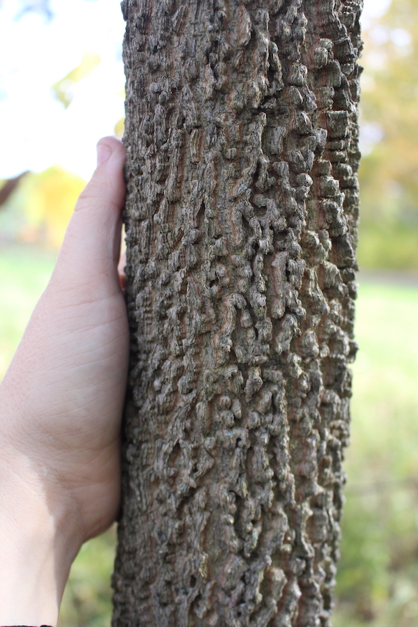 Young Hackberry Tree Bark