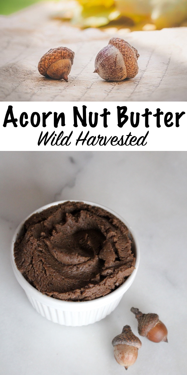 Acorn Butter ~ Learn how to process wild harvested acorns into a homemade acorn nut butter. (Plus, how to make acorn butter cookies!) #foraging #acorn #acornrecipes #wildfood 