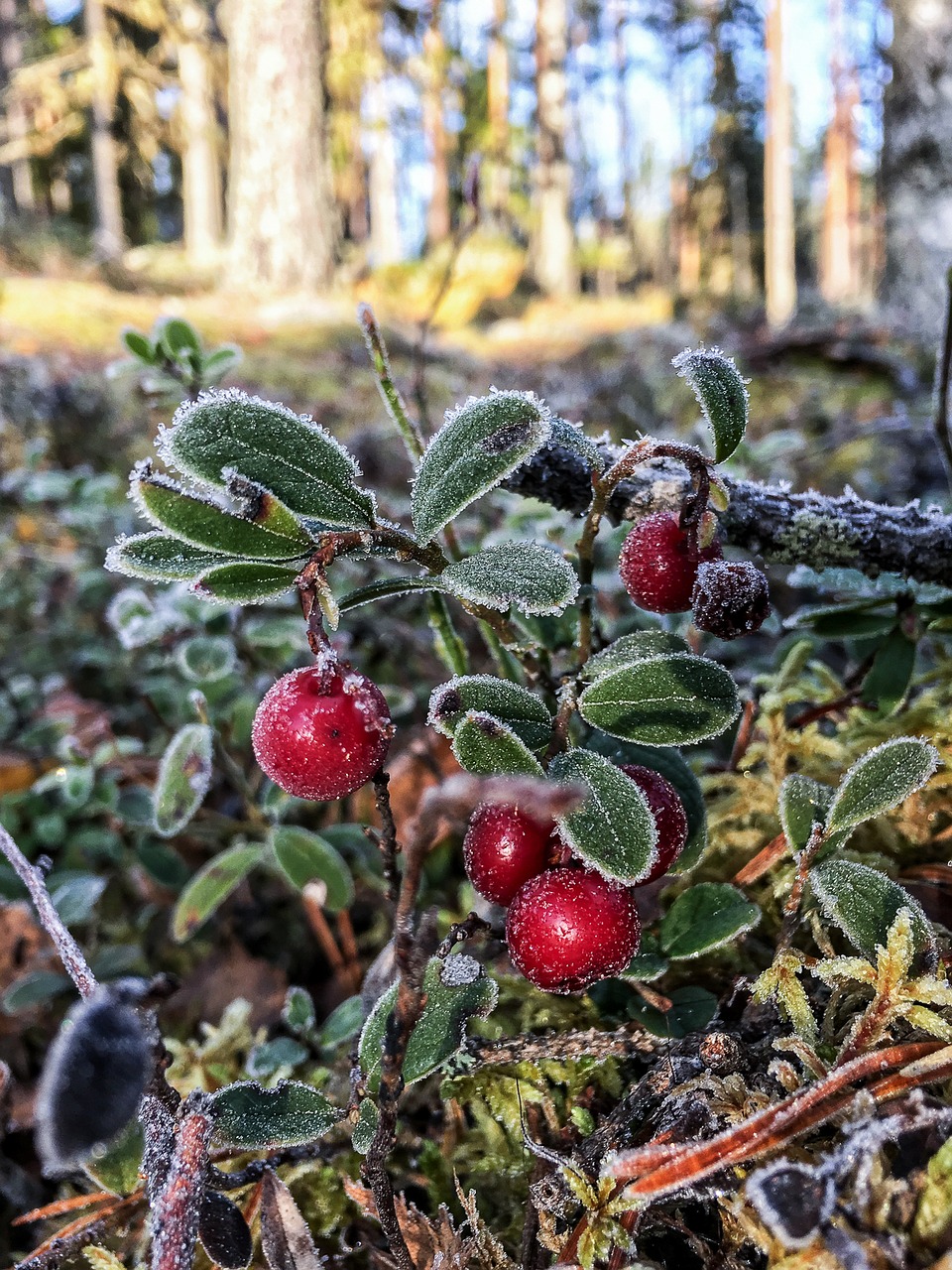 lingonberry in frost