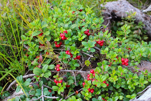 lingonberry patch