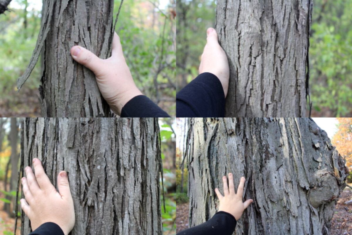 Shagbark Hickory Trees of Different Ages