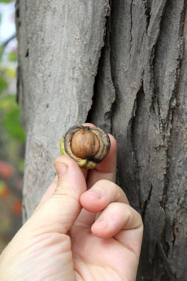 shagbark hickory nut agains shaggy bark tree trunk
