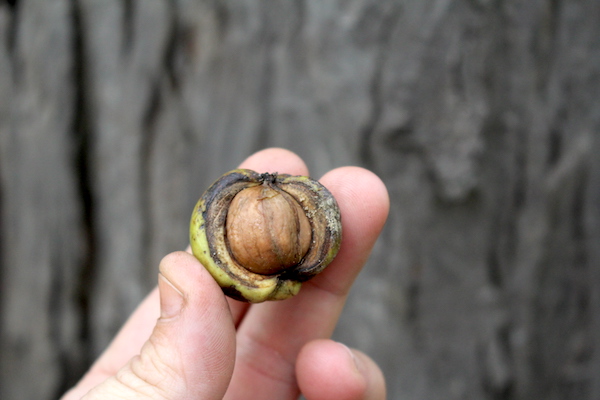 Shagbark Hickory Nut