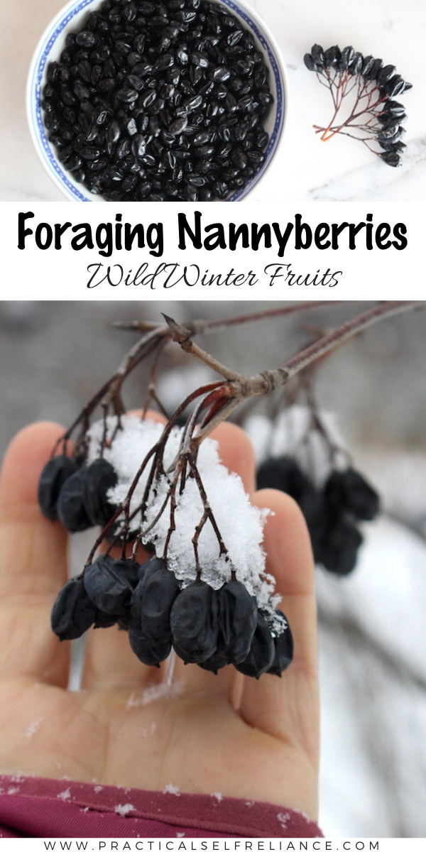 Foraging Nannyberries (Viburnum lentago) ~ Also called sweet viburnum and sheepberry, these edible wild fruits are sweet, tasty and hang on the plant all winter long. #wildfood #foraging