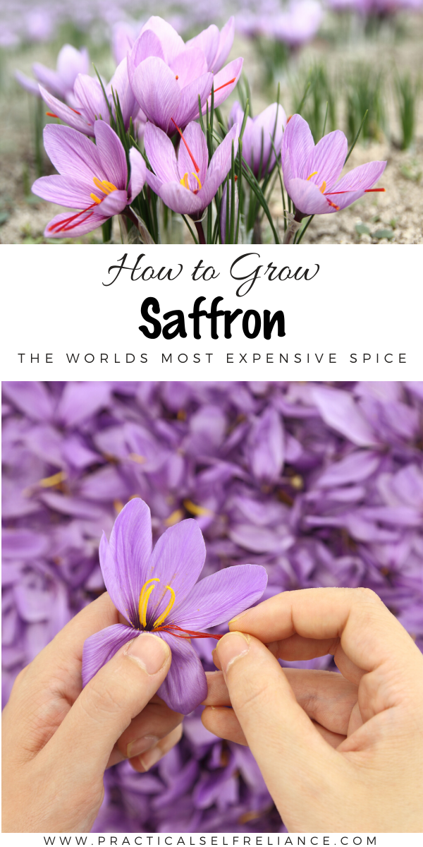 How to Grow Saffron ~ Growing saffron is surprisingly easy, even in cold climates. Learn how to harvest your own homegrown saffron right from the garden. 