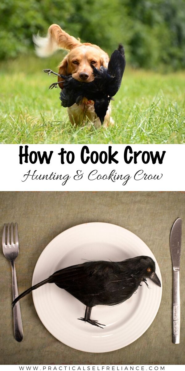 How to Cook Crow (Hunting and Eating Crow) ~ Eating crow is one of those old sayings nobody really knows where it came from, and few people are interested in finding out.  There was a time though, that people did really cook and eat crow, and believe it or not crow hunting is still regulated in many states, just like deer hunting and turkey hunting. #hunting #smallgame #wildfood #wildgame