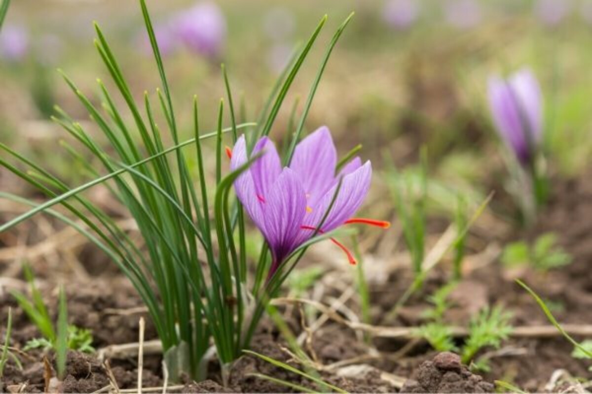 Saffron Crocus