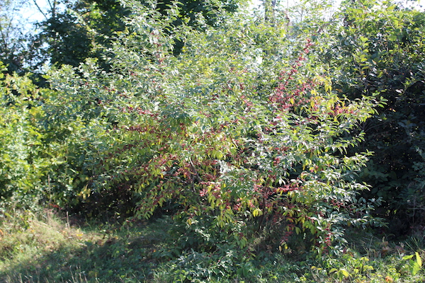 Autumn Olive Bush