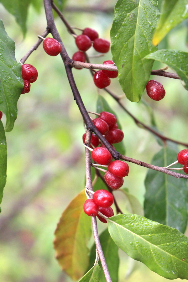 Autumn Olive Fruit