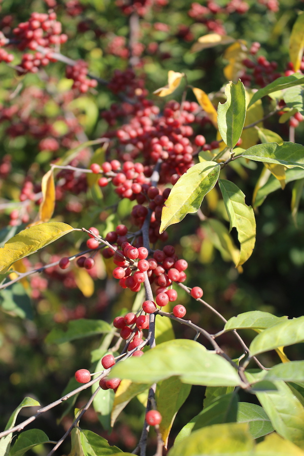 Autumn Olive Fruits