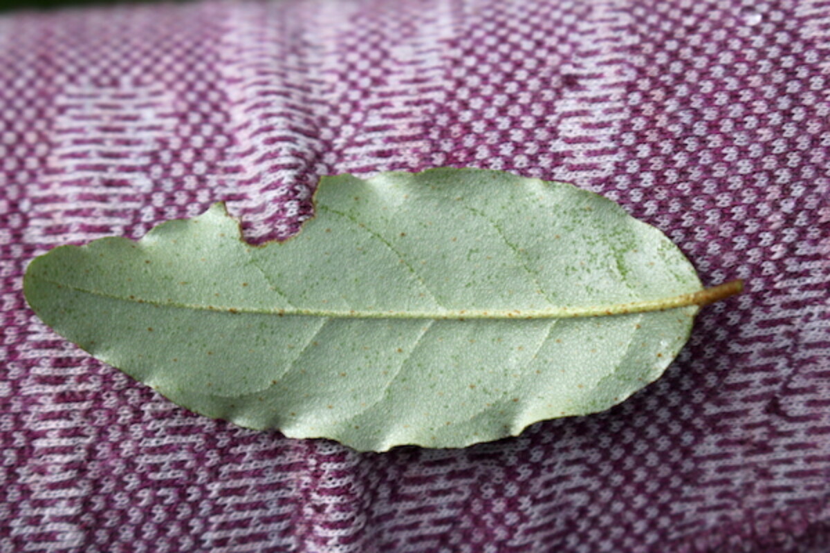 Autumn Olive Leaves Underside
