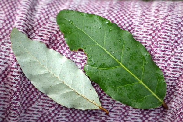 Autumn Olive Leaves