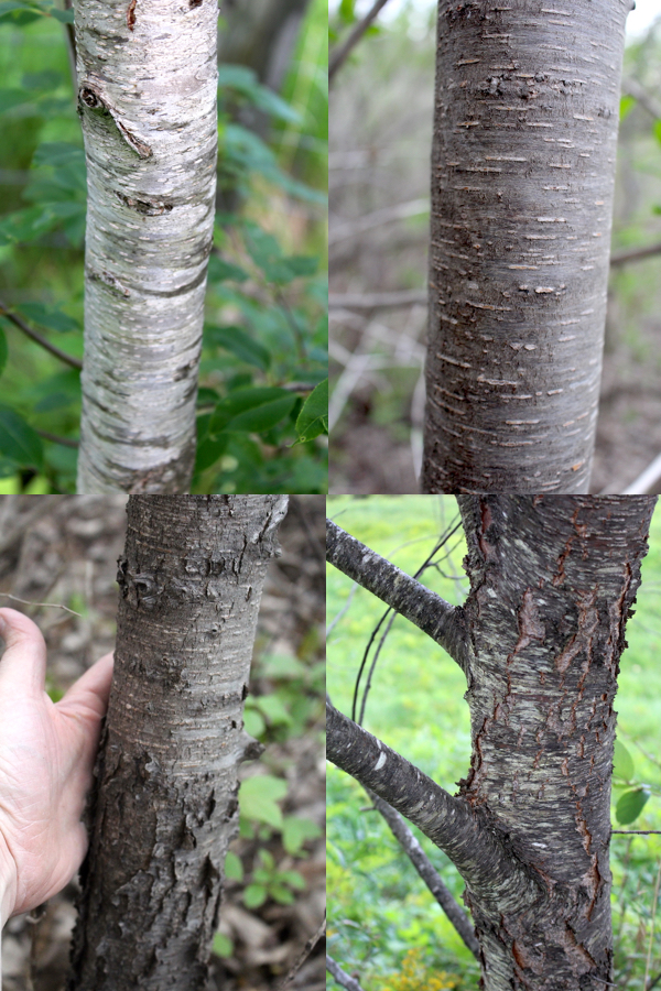 Black Cherry Bark at Various Ages