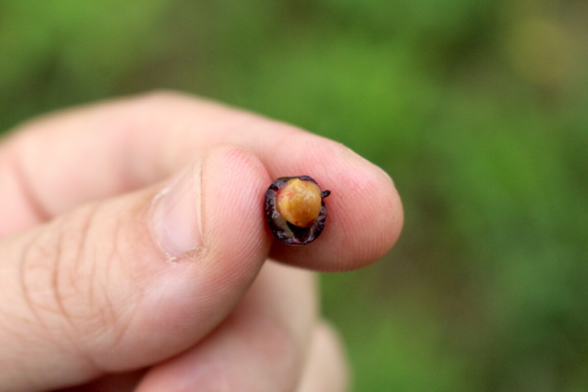 Black Cherry Fruit Interior