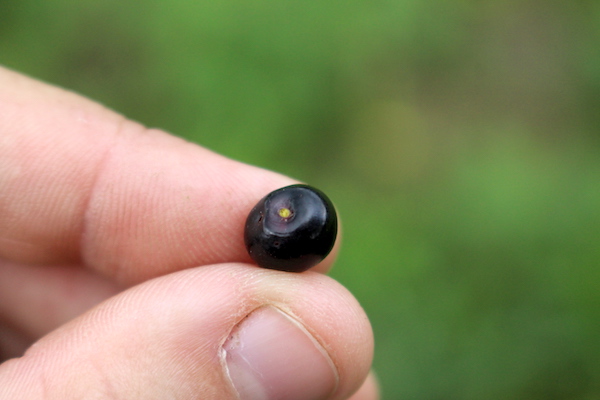 Black Cherry Fruit