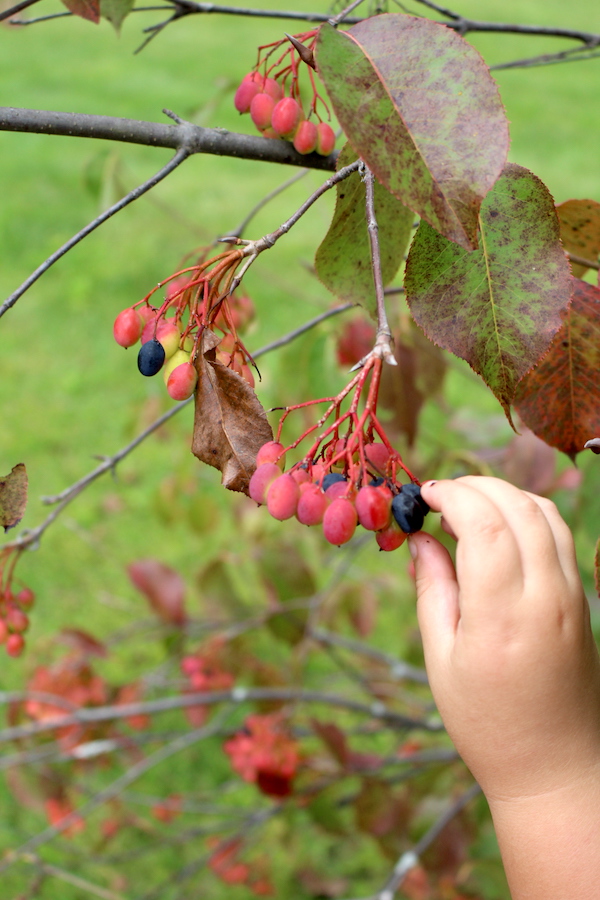 Child Harvesting Nannyberries