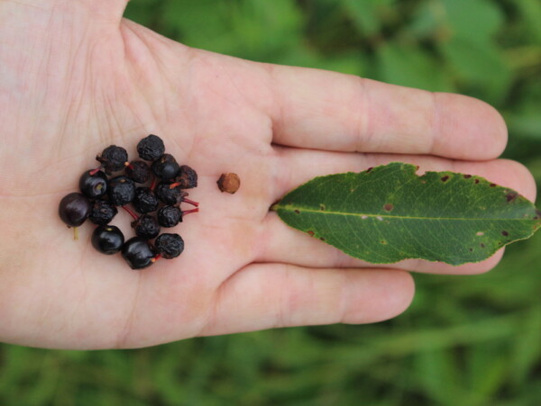 Foraging Wild Black Cherry