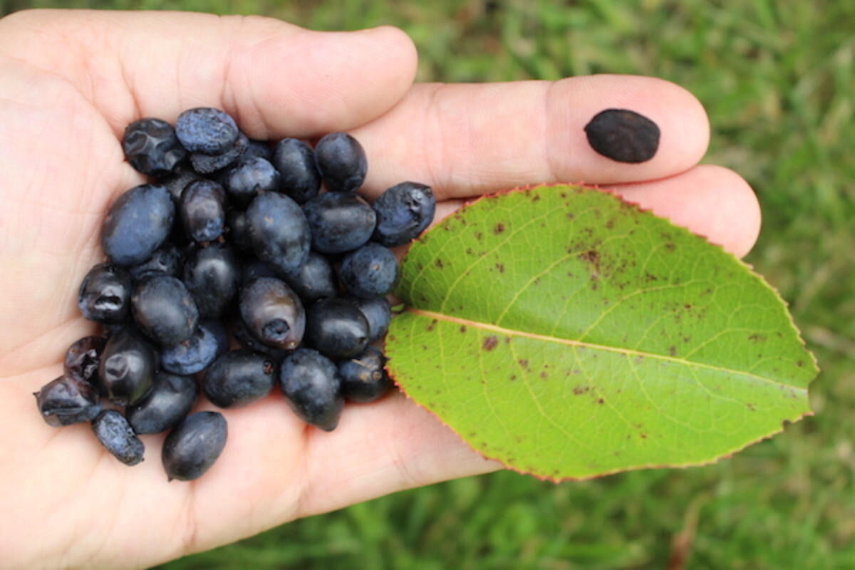 Foraging Nannyberries