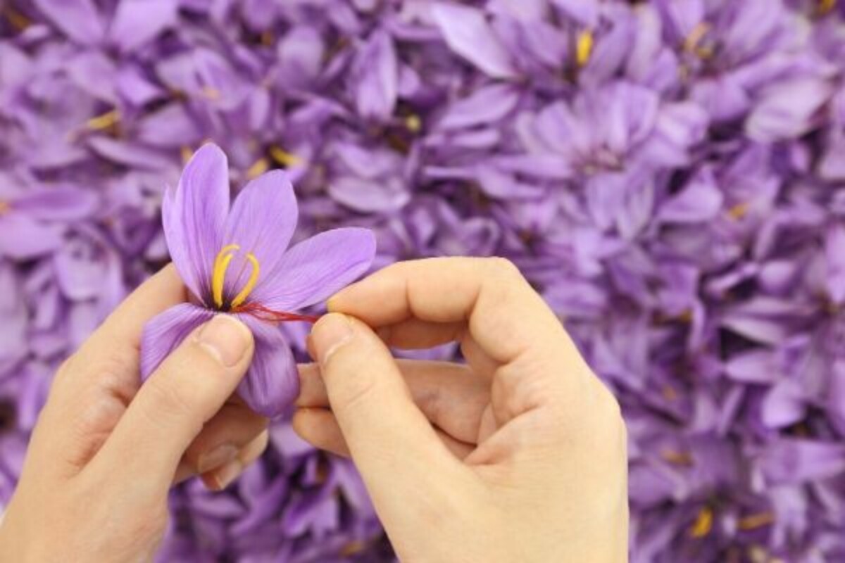 Harvesting Saffron