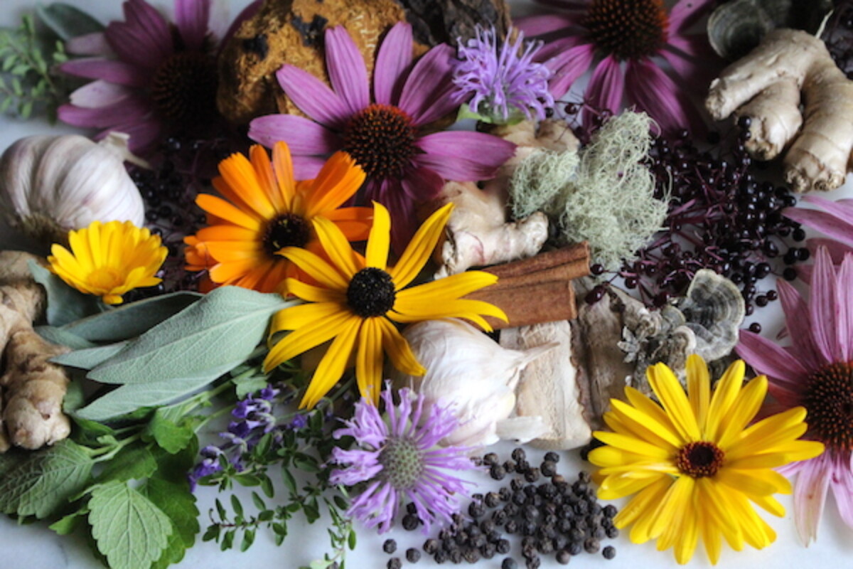 Immune Boosting Herbs
