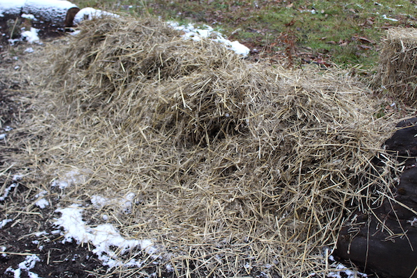 Insulating Saffron Bulbs