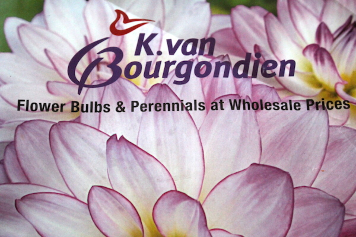 K. van bourgondien catalog