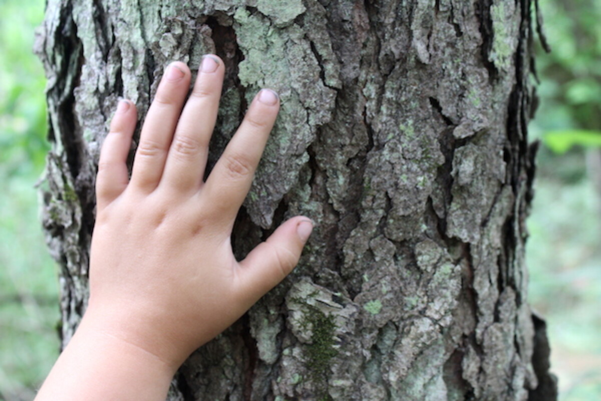 Mature Black Cherry Bark
