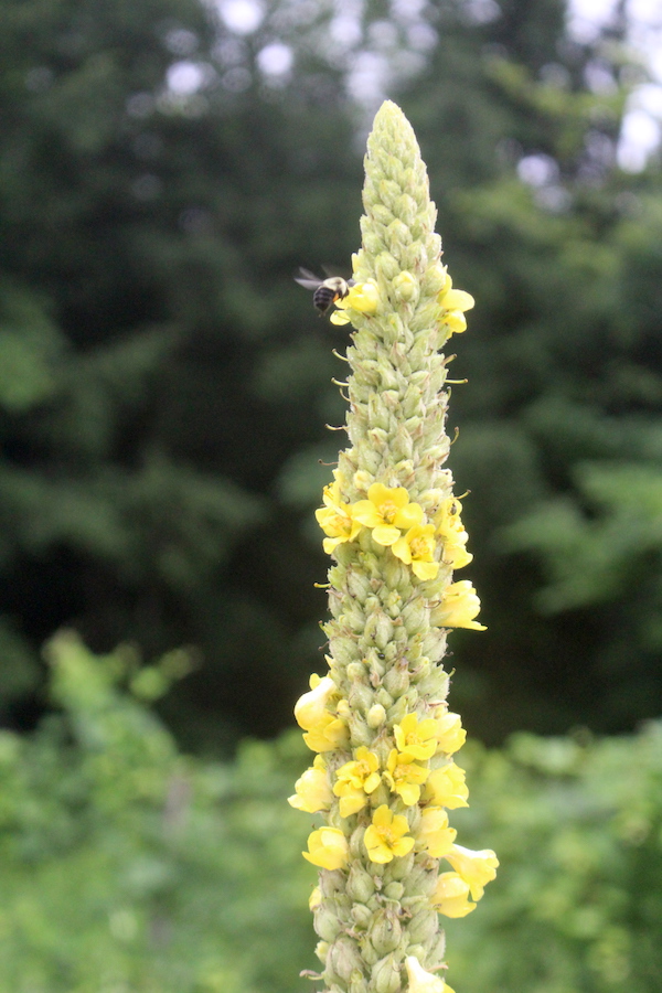 Mullein for native pollinators