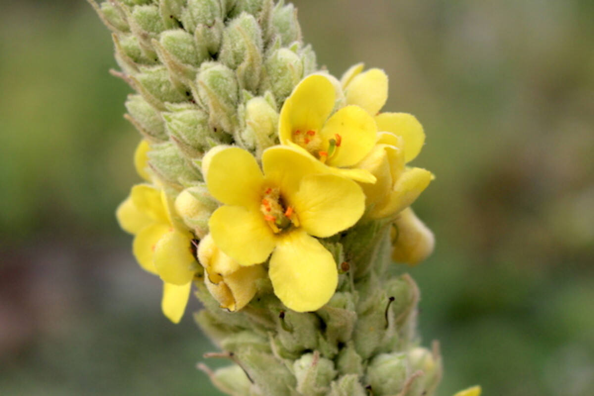 Mullein Flowers